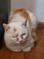 aufgefundener Kater © BH Weiz 